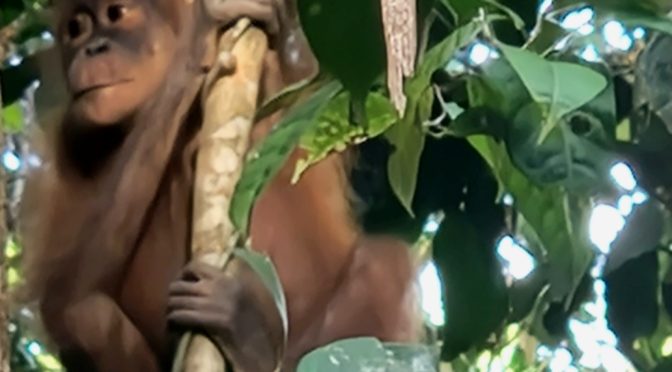 Lubok Kasai ou les derniers orangs-outans sauvages